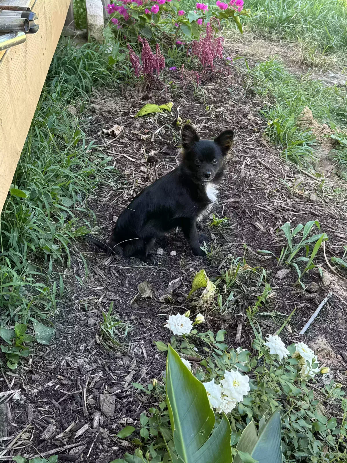 Lost dog in Kansas City, KS, 66111