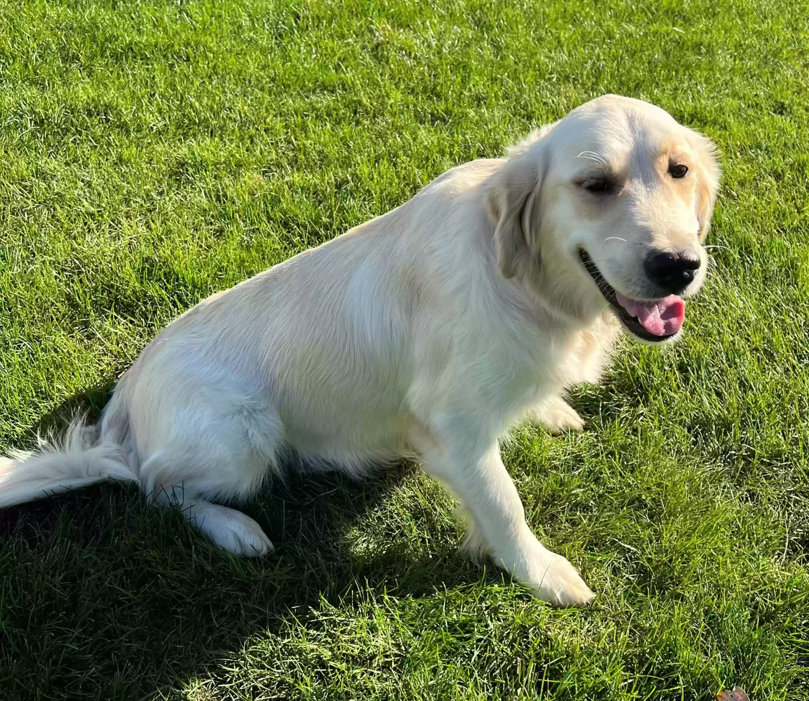 Lost dog in Gordonville, PA, 17529