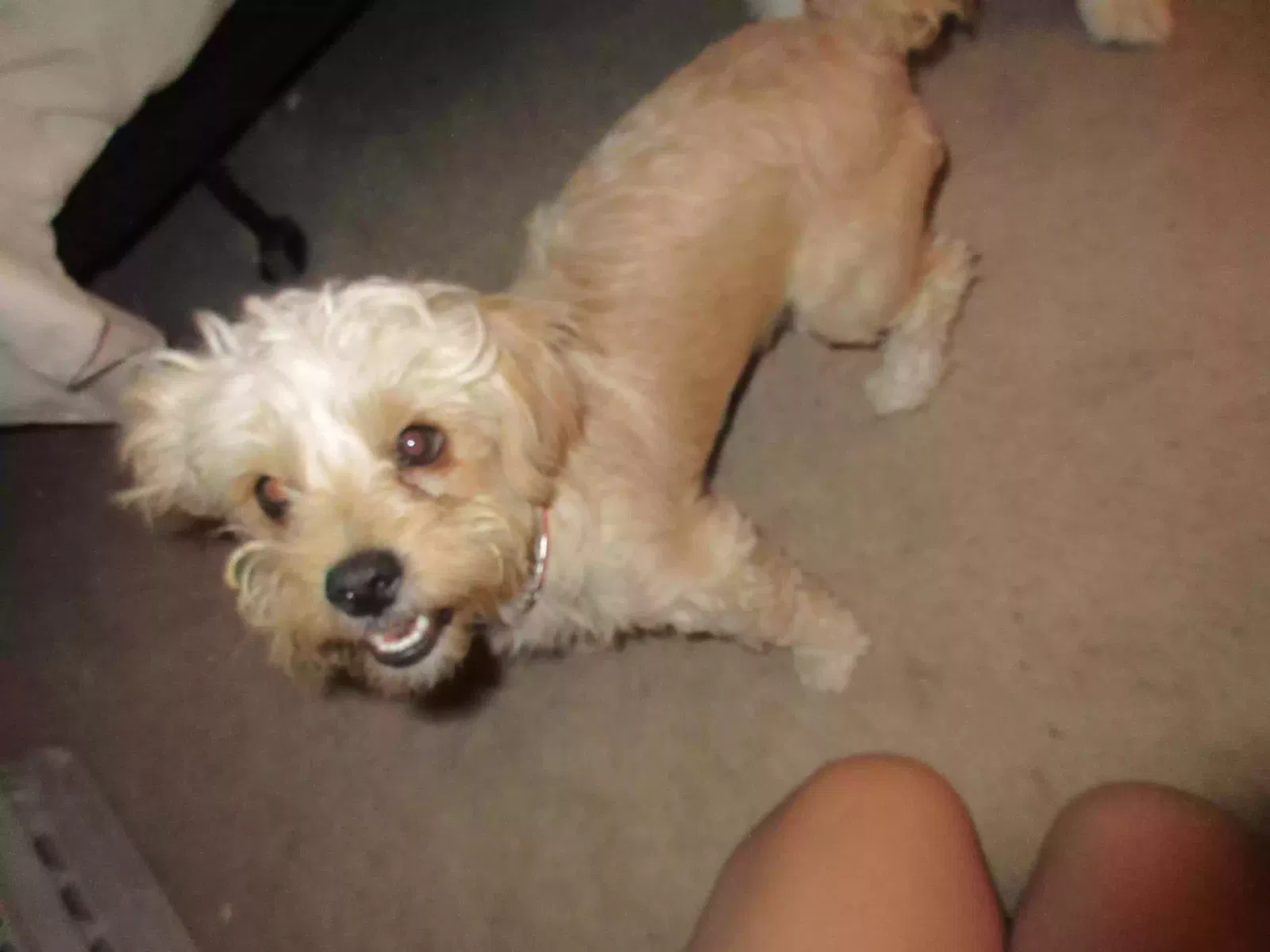Lost dog in Albuquerque, NM, 87123