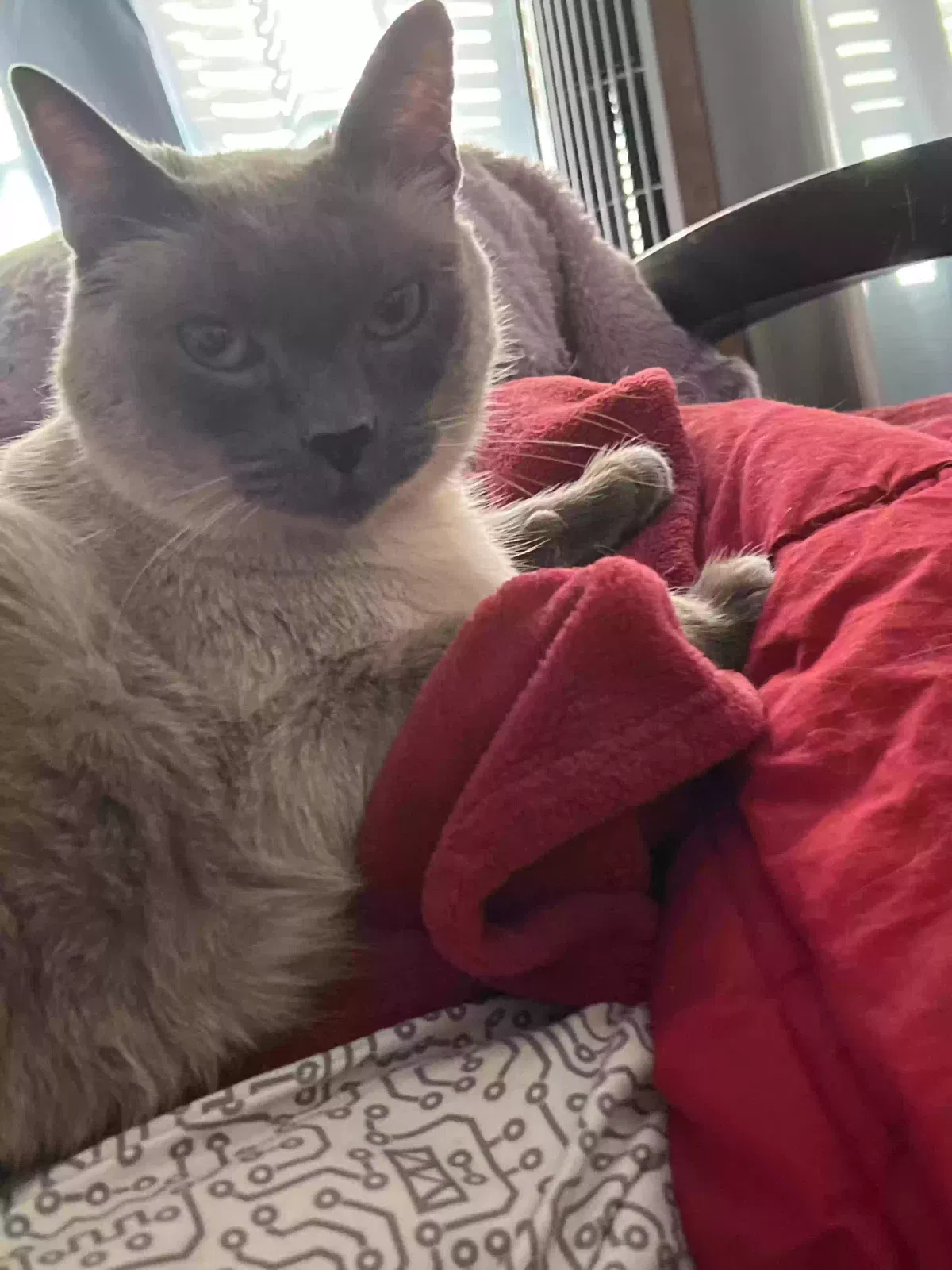 Lost cat in Riverside, CA, 92506