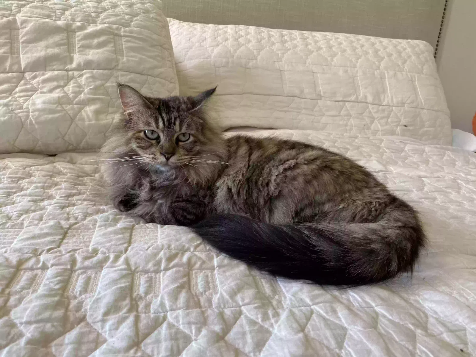 Lost cat in Dripping Springs, TX, 78620