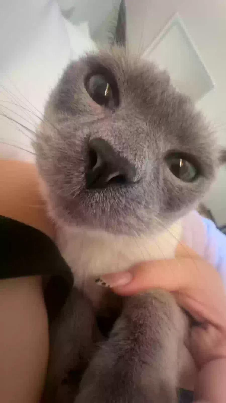 Lost cat in Riverside, CA, 92506