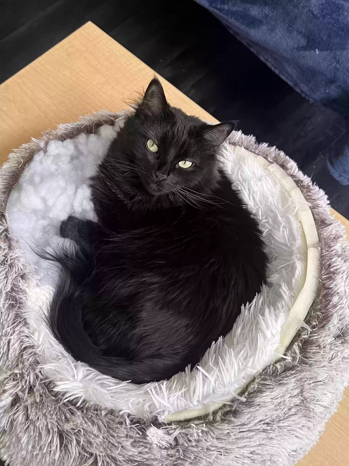 Lost cat in Tempe, AZ, 85281
