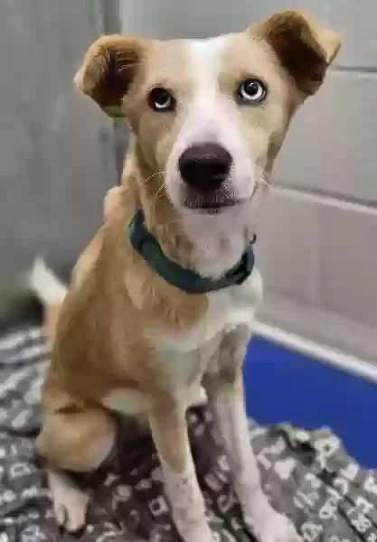 Found dog in Jacksonville, NC, 28540