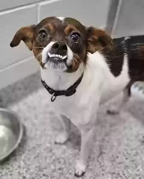 Found dog in Jacksonville, NC, 28540