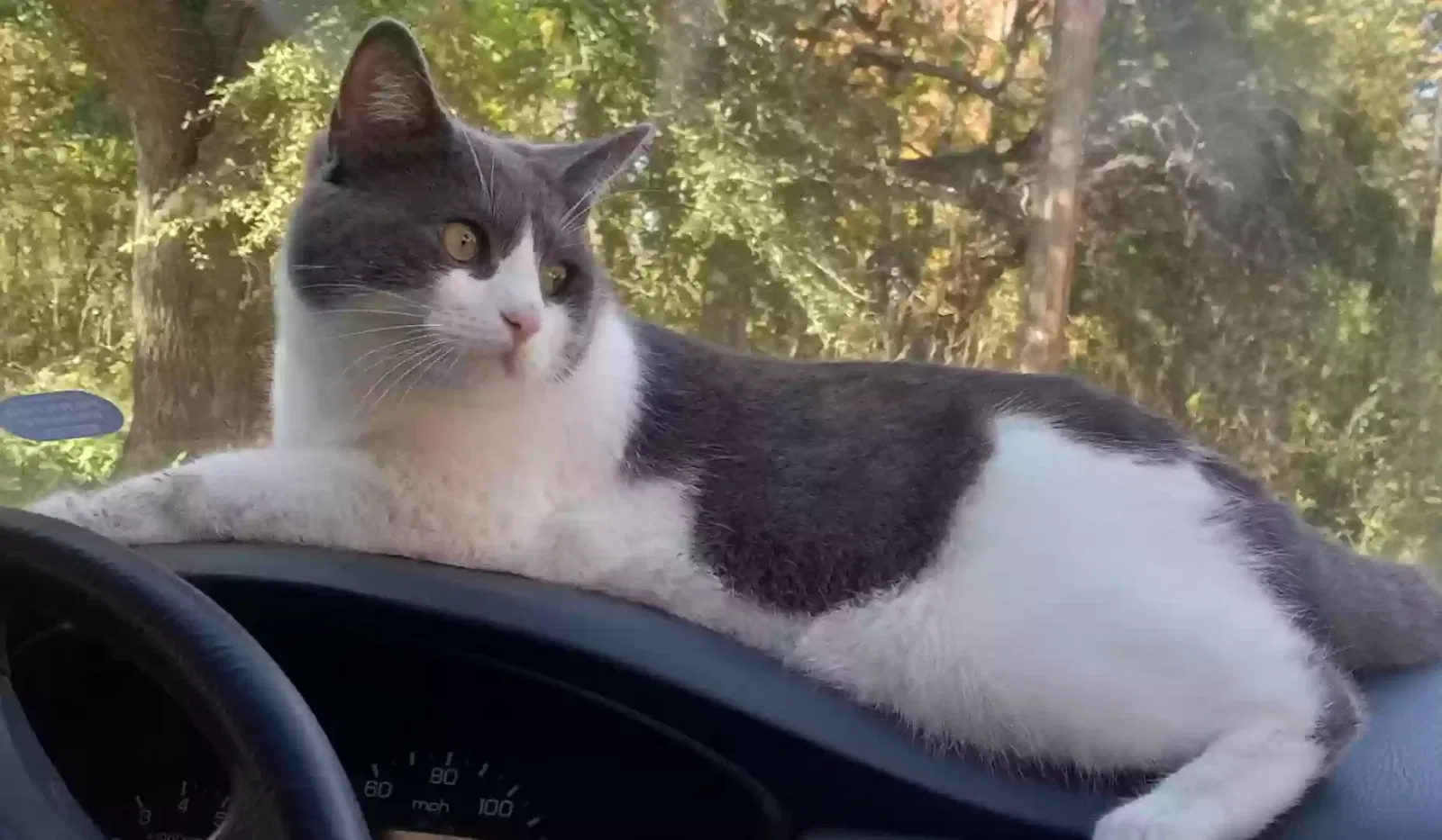 Lost cat in Houston, TX, 77026
