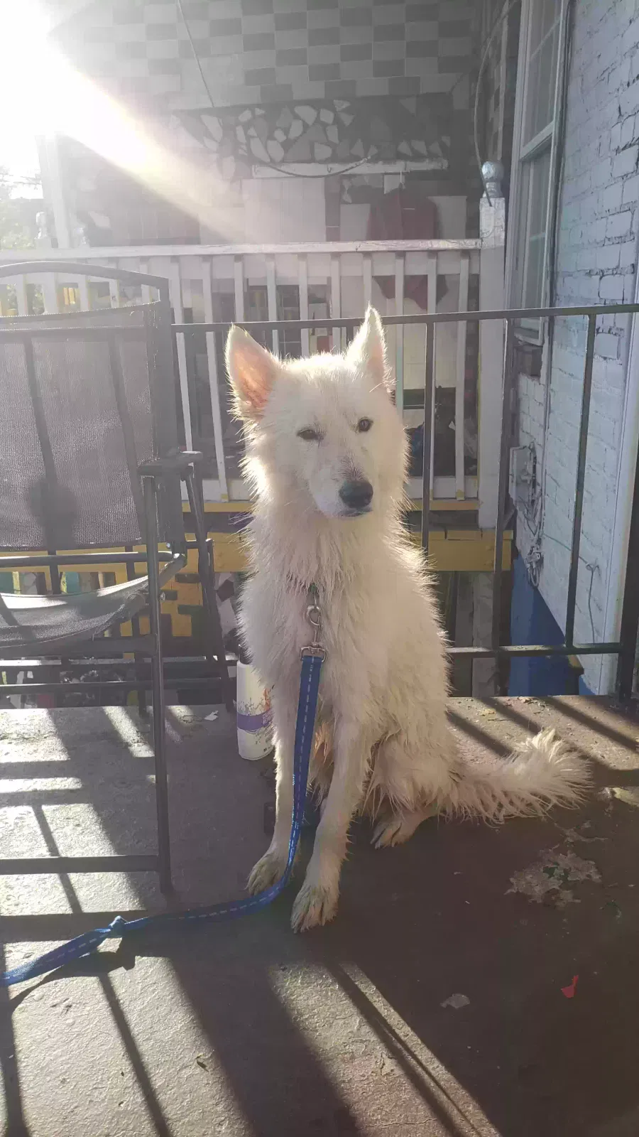 Lost dog in Baltimore, MD, 21213