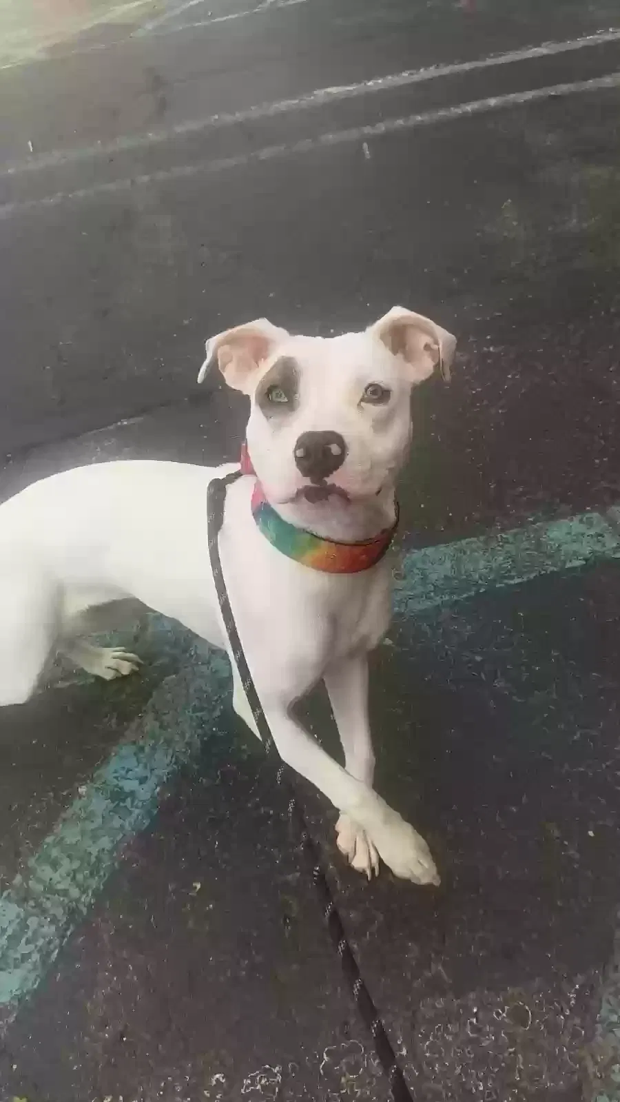 Lost dog in Southfield, MI, 48034