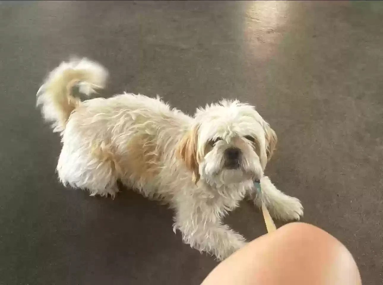 Lost dog in Bakersfield, CA, 93309