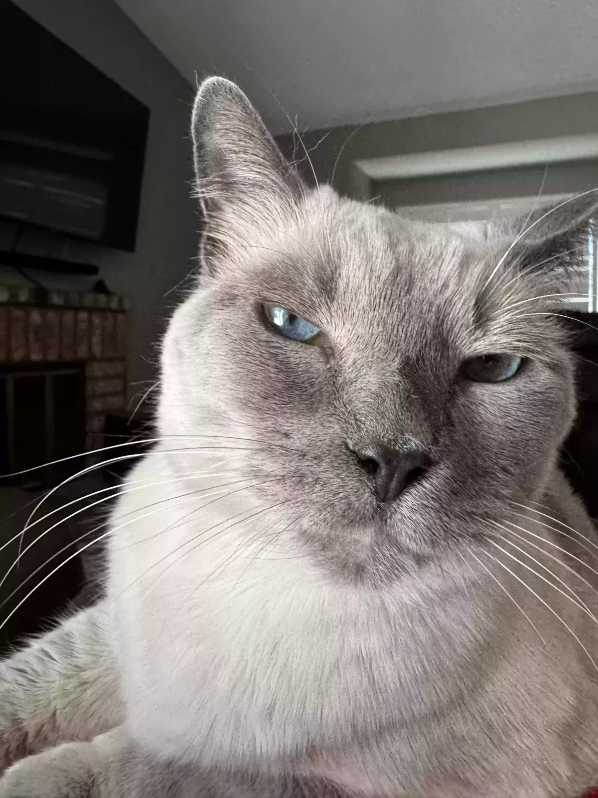 Lost cat in Moreno Valley, CA, 92557