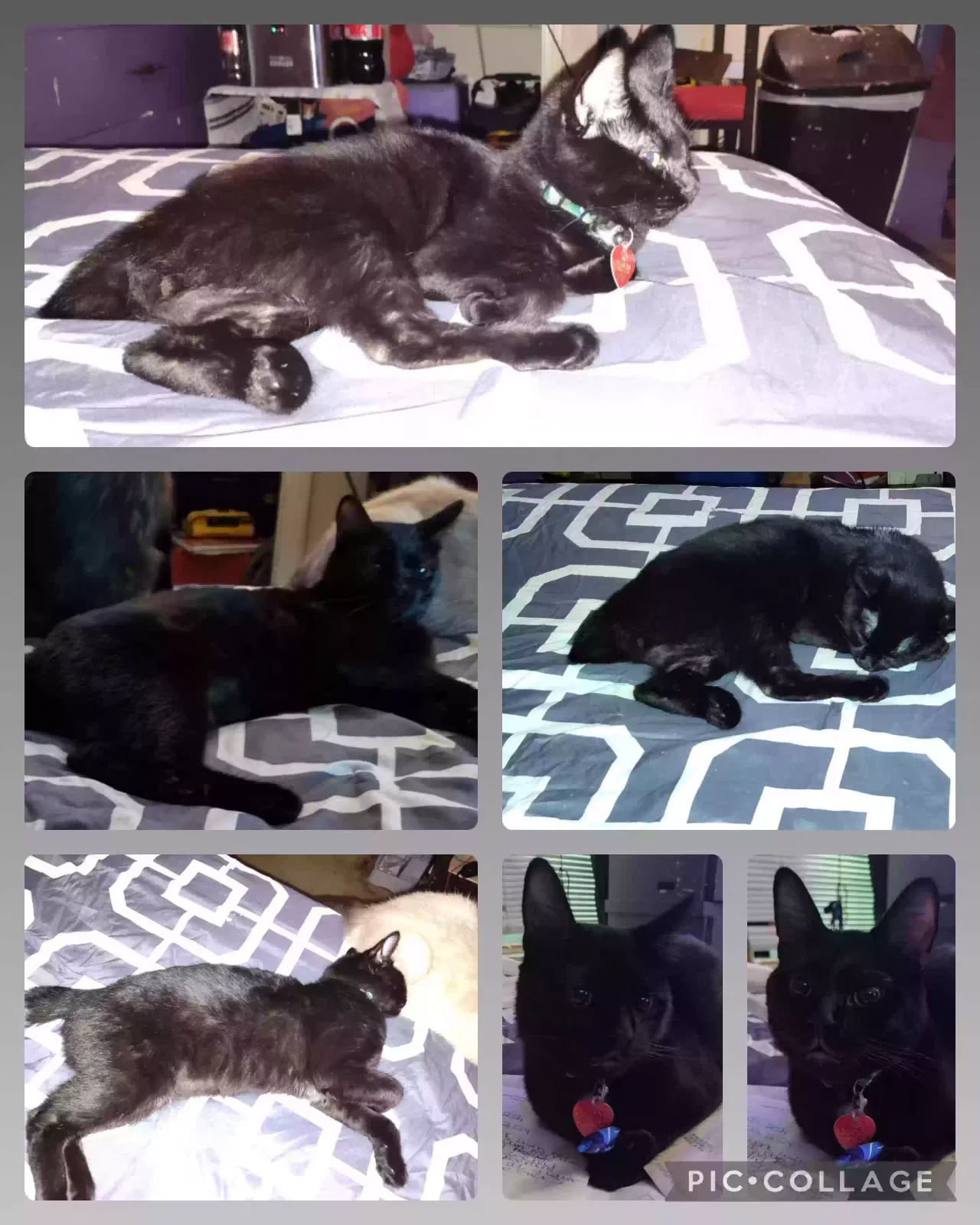 Lost cat in Kennesaw, GA, 30144