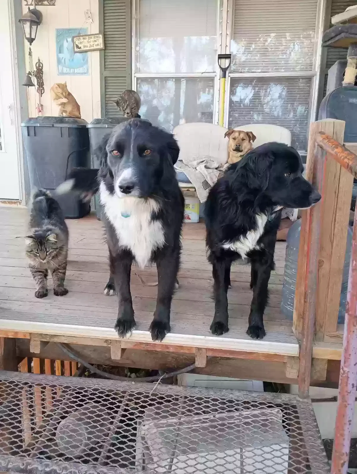 Lost dog in Aztec, NM, 87410