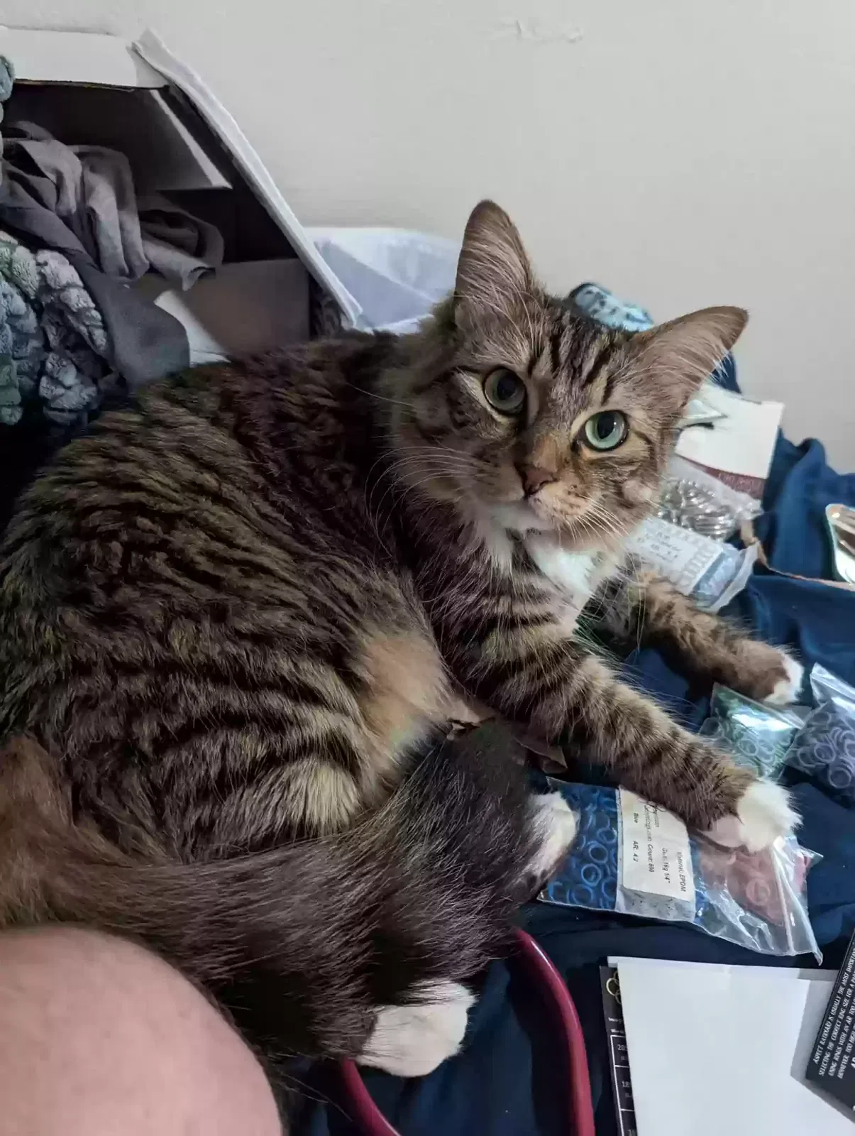 Lost cat in Leander, TX, 78641