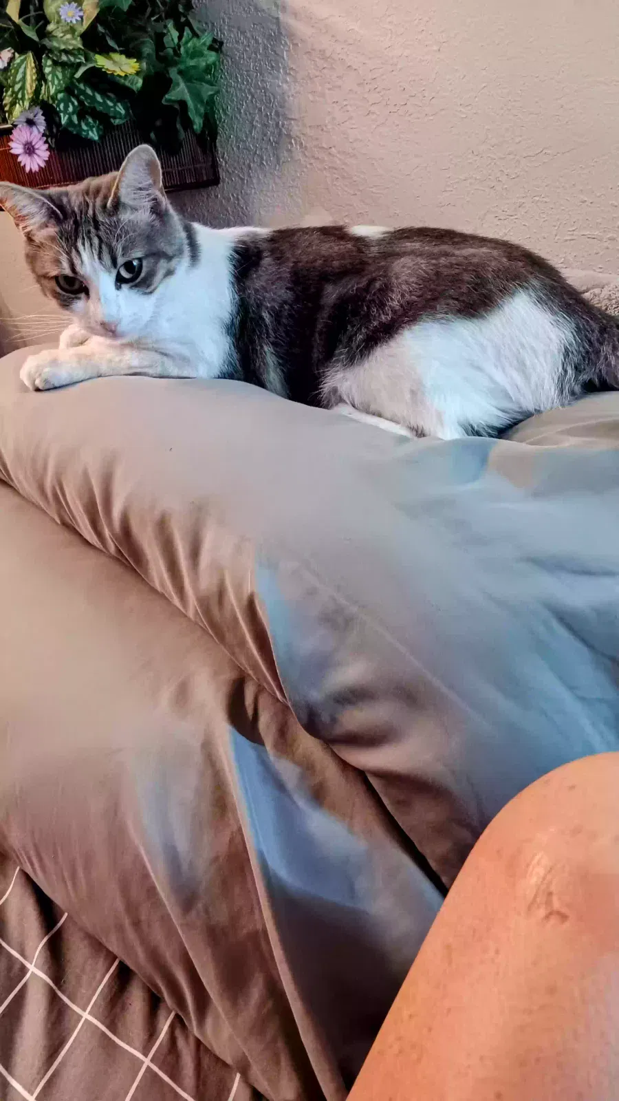 Lost cat in Phoenix, AZ, 85022