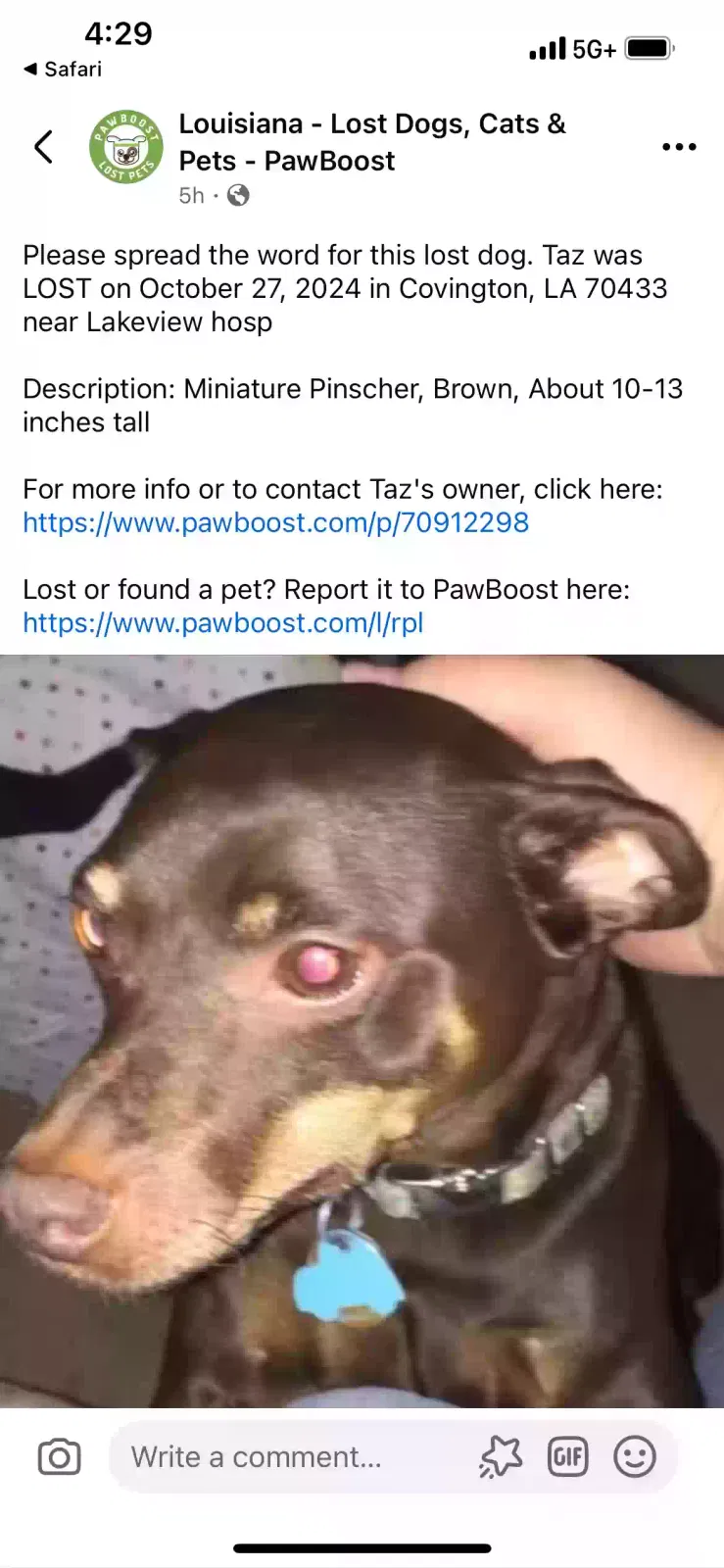 Lost dog in Covington, LA, 70433