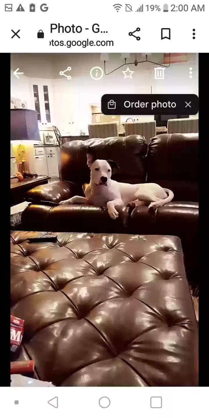 Lost dog in Del Valle, TX, 78617