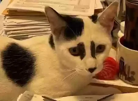 Lost cat in El Mirage, AZ, 85335