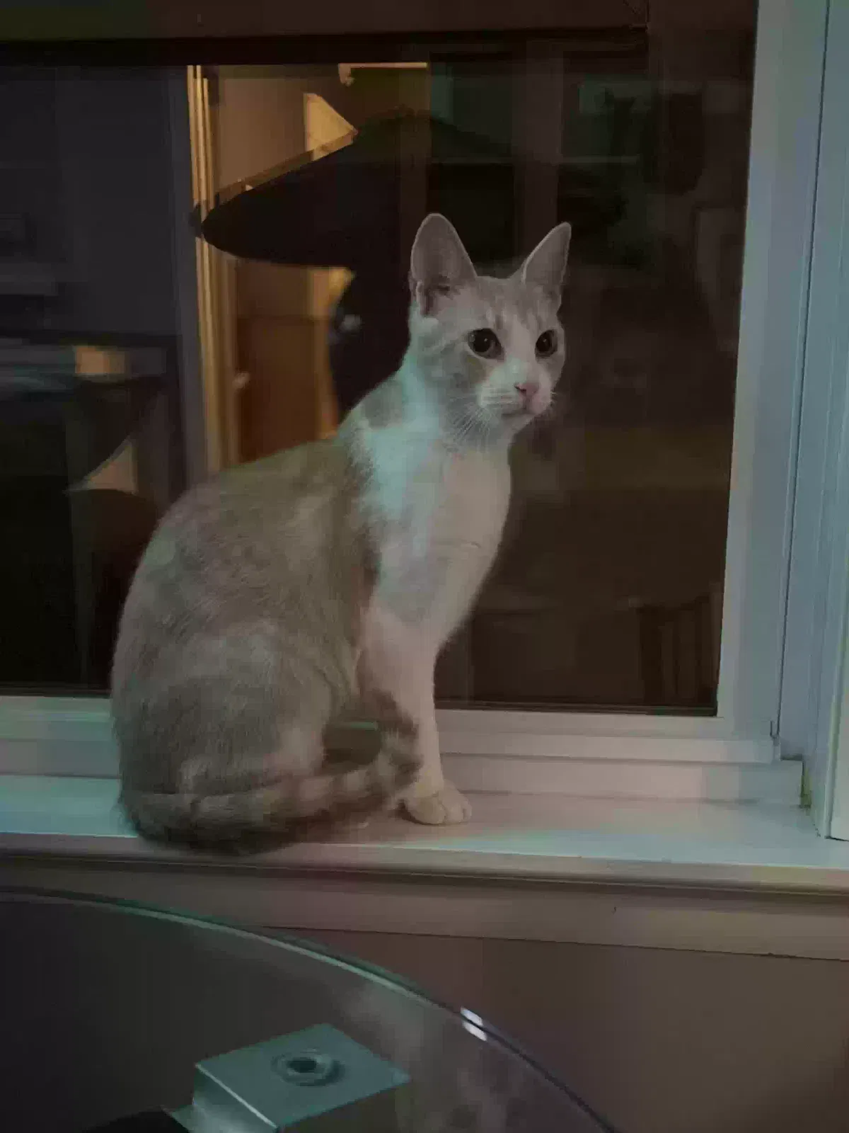 Lost cat in Audubon, NJ, 8106