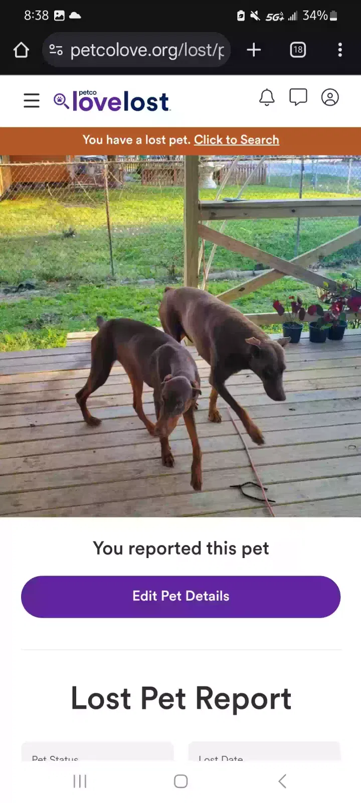 Lost dog in Houston, TX, 77028
