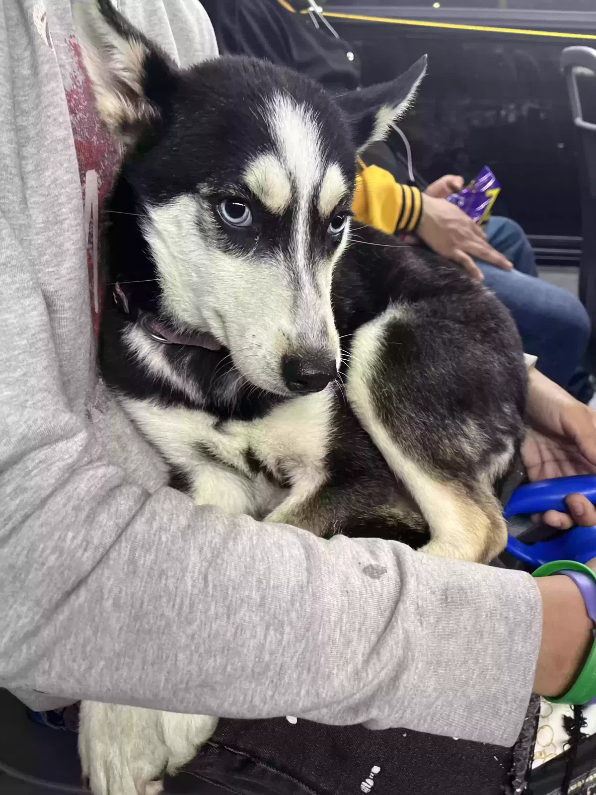Lost dog in Far Rockaway, NY, 11691
