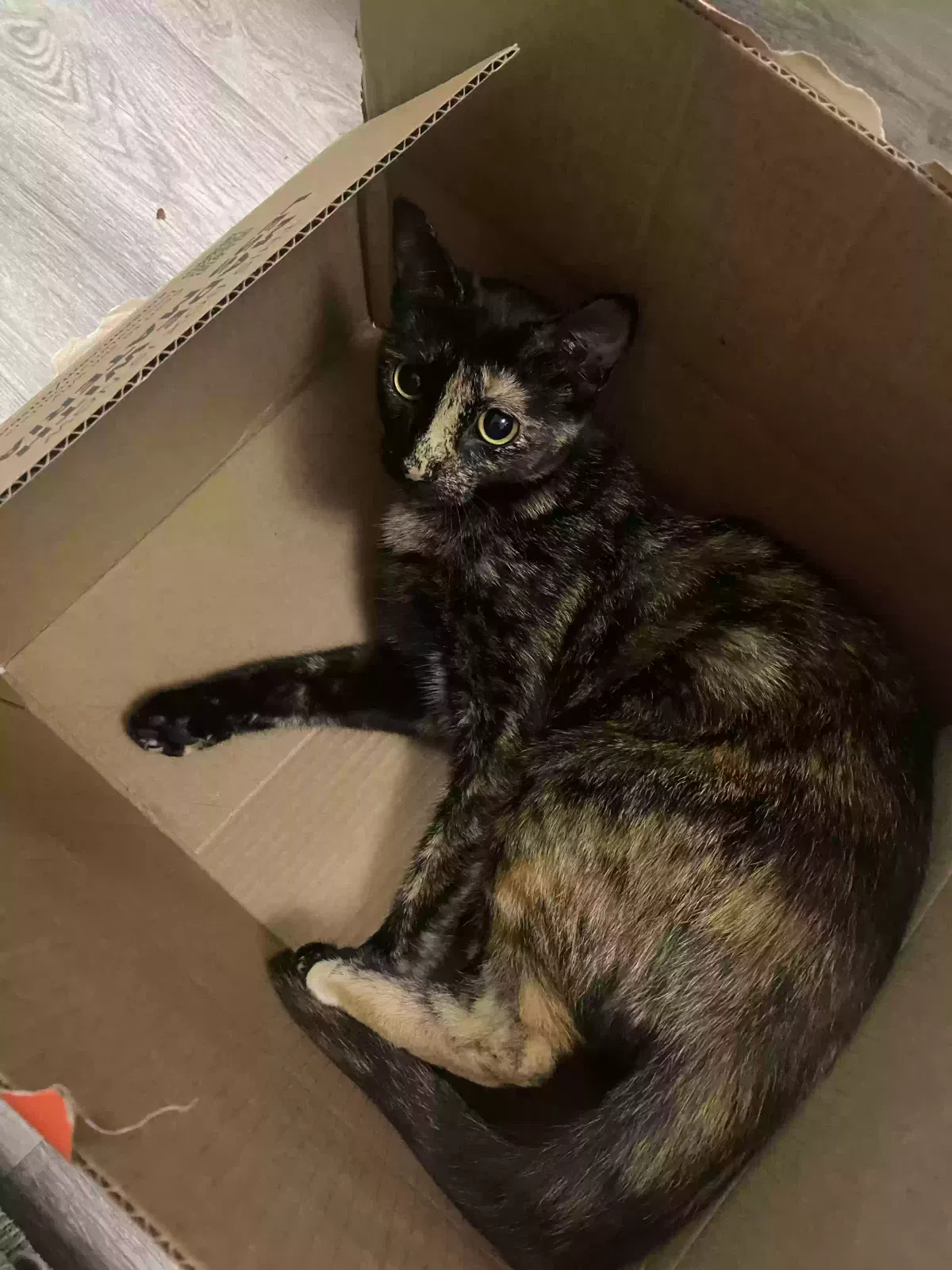 Lost cat in Pennsauken, NJ, 8110