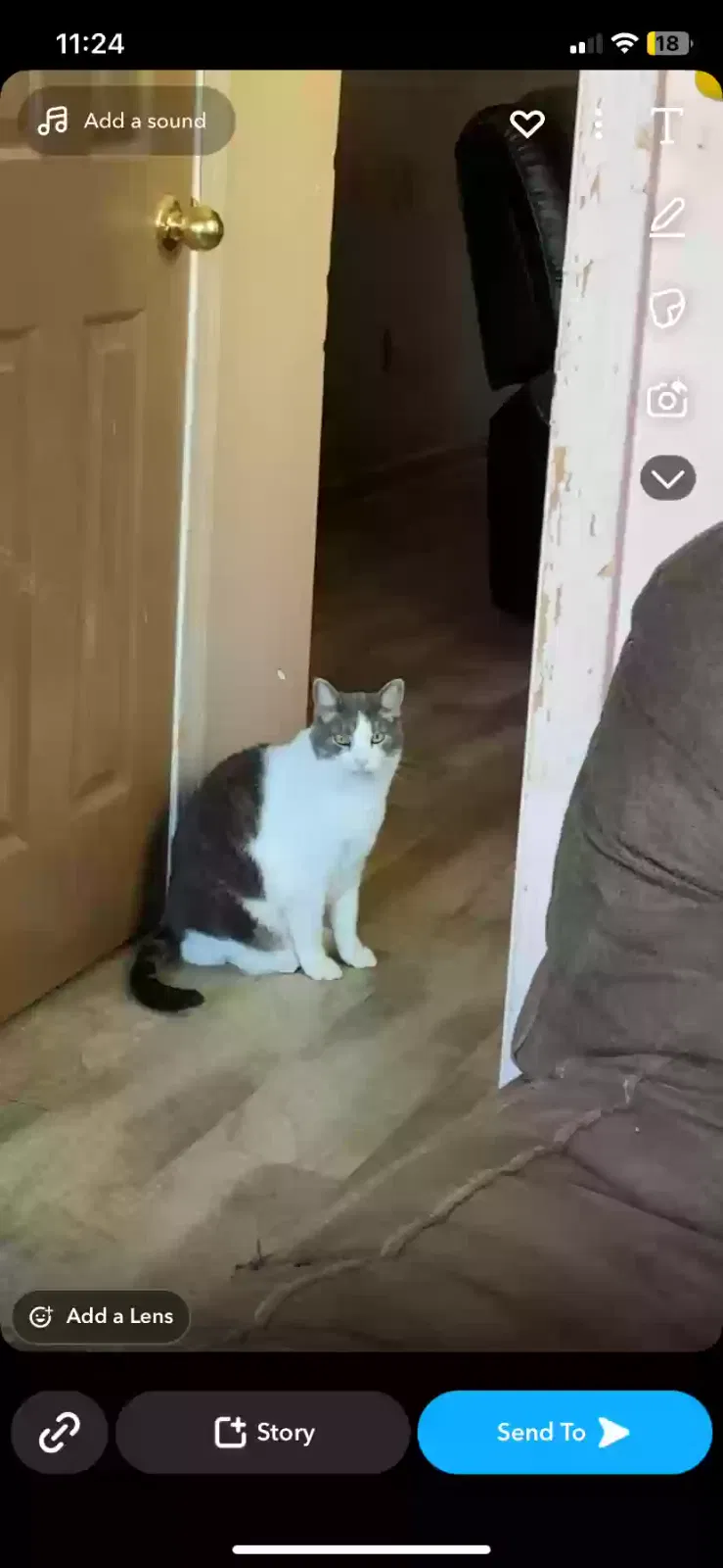 Lost cat in Indianapolis, IN, 46236