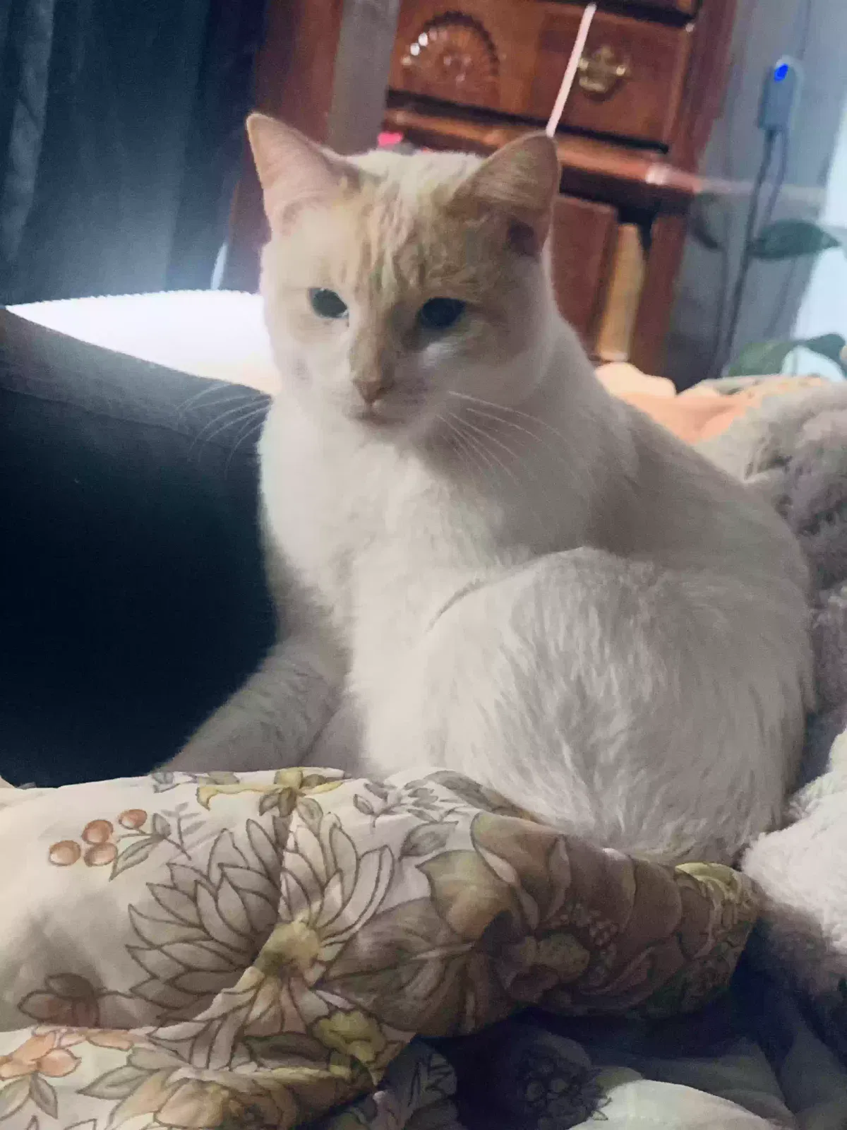Lost cat in Greeley, CO, 80631