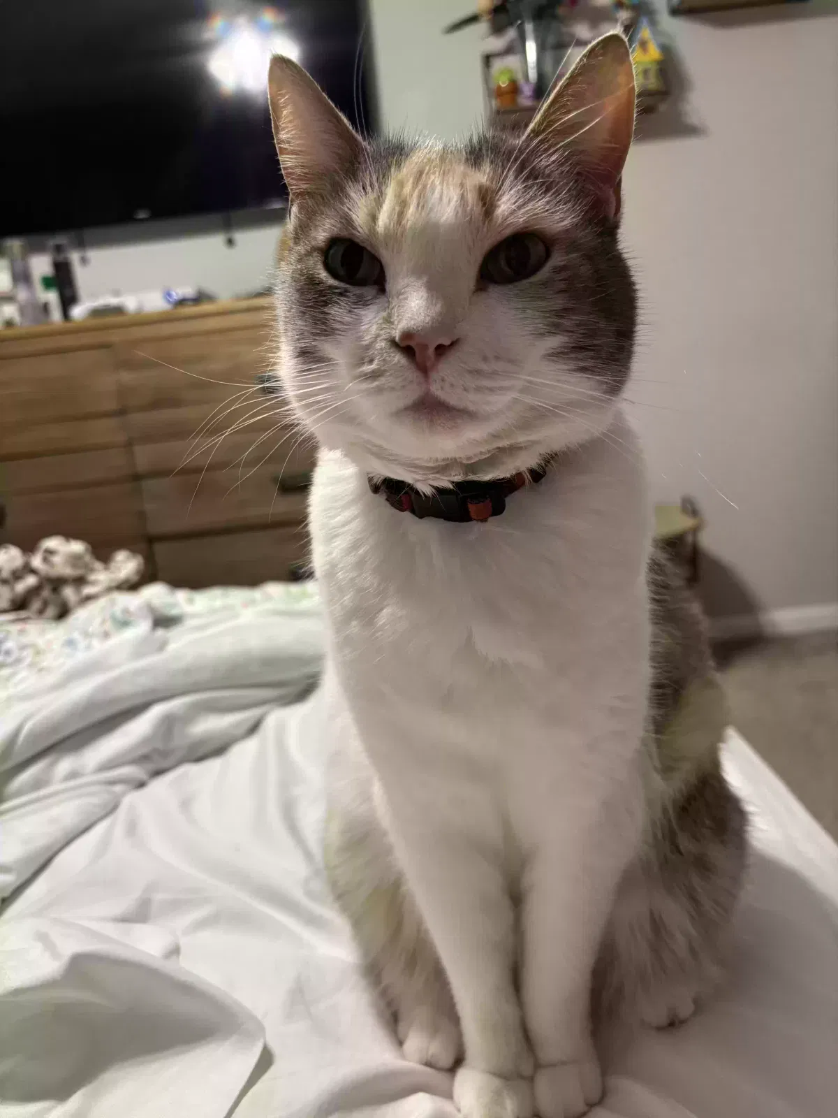 Lost cat in Richmond, TX, 77406