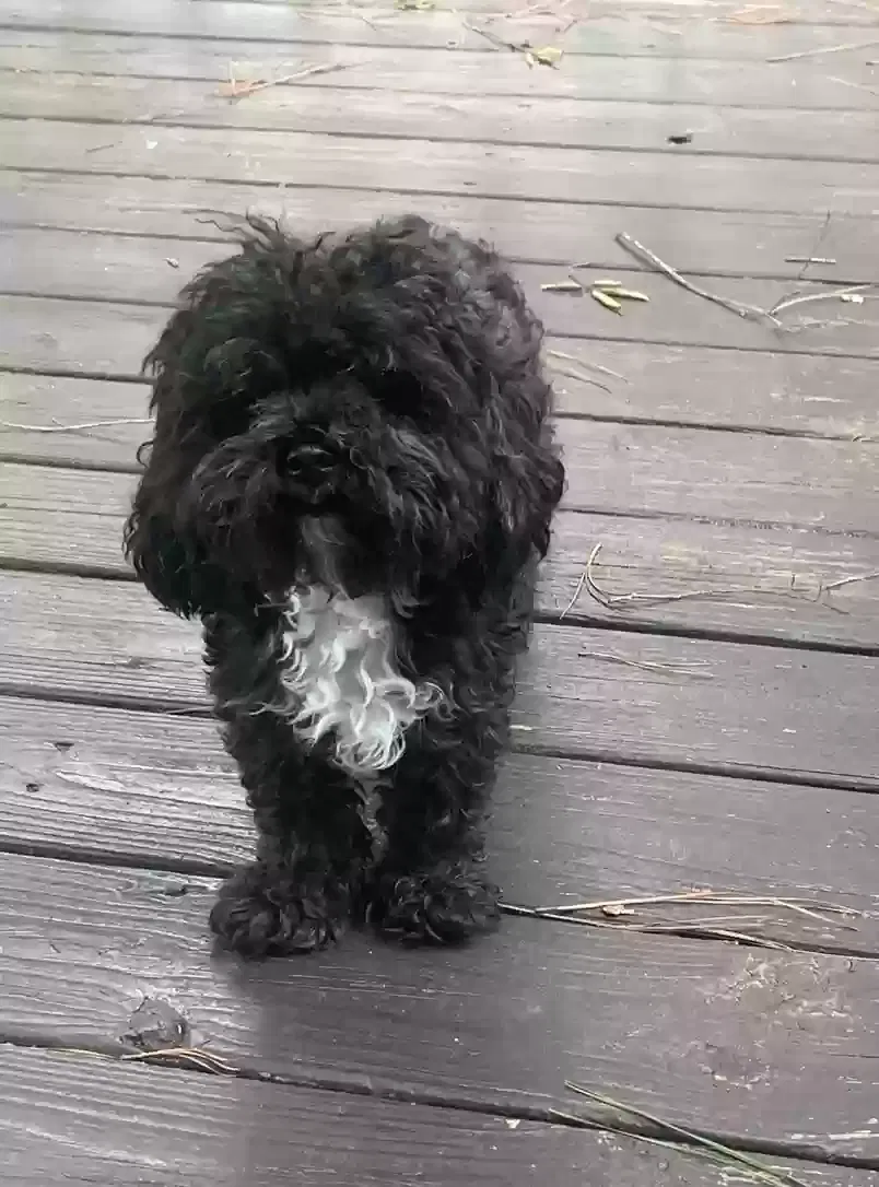 Lost dog in Columbia, SC, 29212