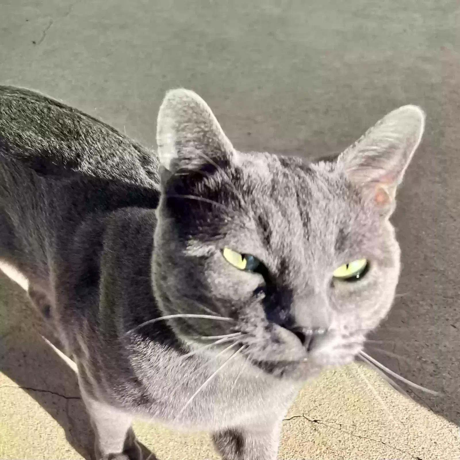 Found Cat