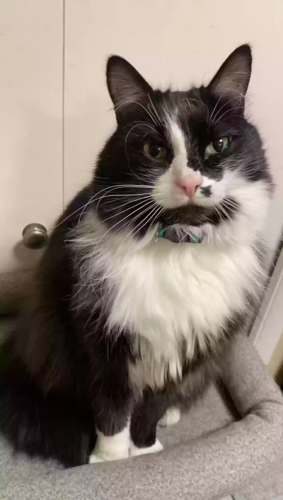 Lost cat in Midvale, UT, 84047