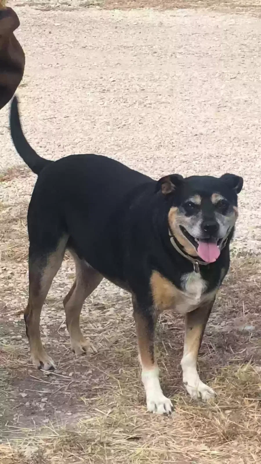Lost dog in Boerne, TX, 78006