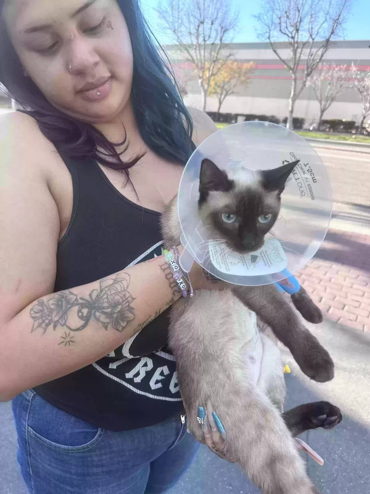 Lost cat in Orange, CA, 92869