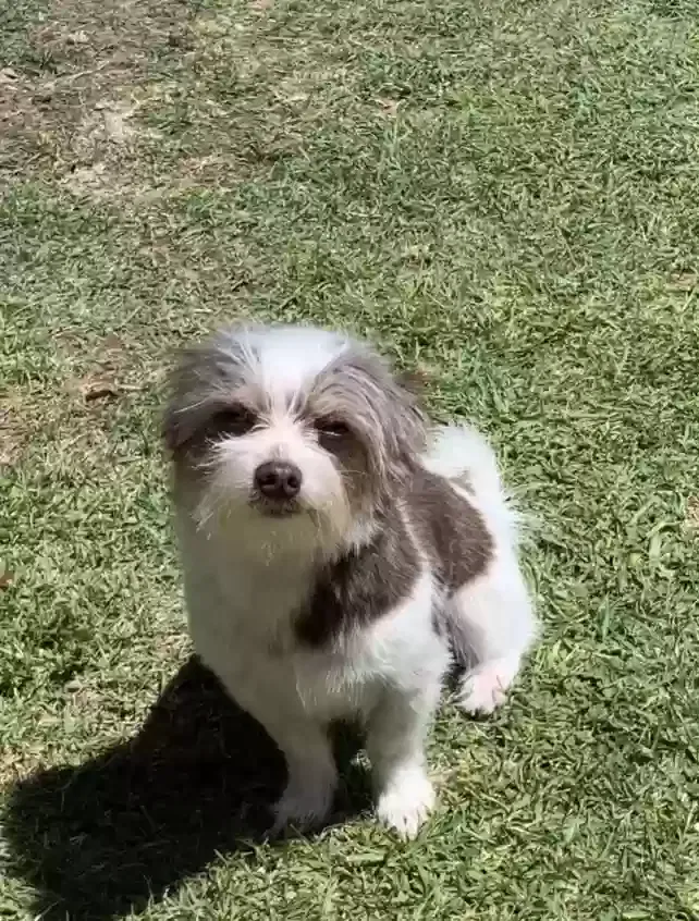 Lost dog in Torrance, CA, 90502