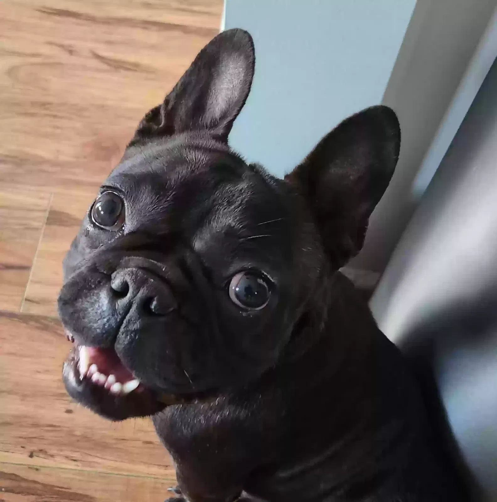 Found dog in Fayetteville, NC, 28312