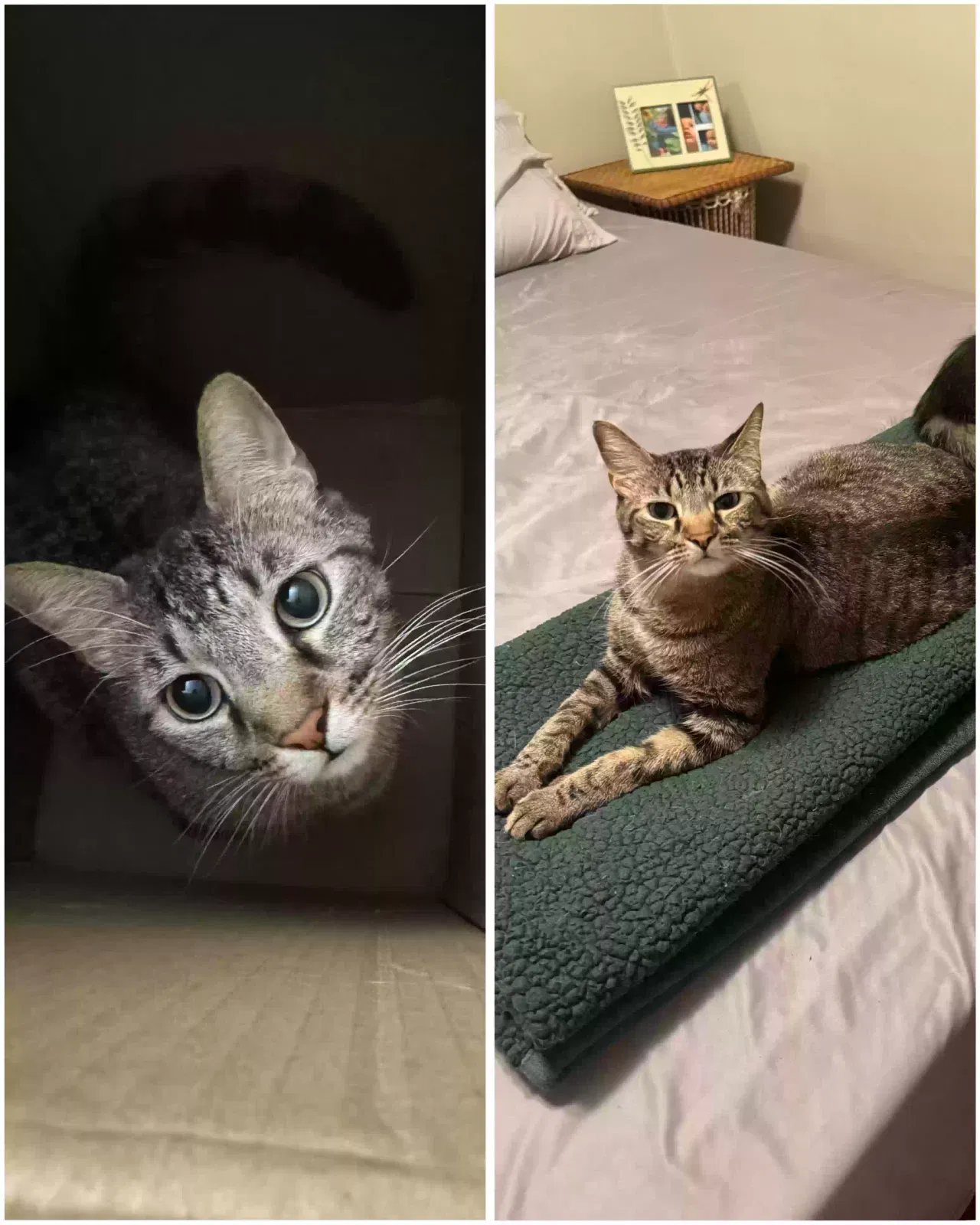 Lost cat in Pensacola, FL, 32505