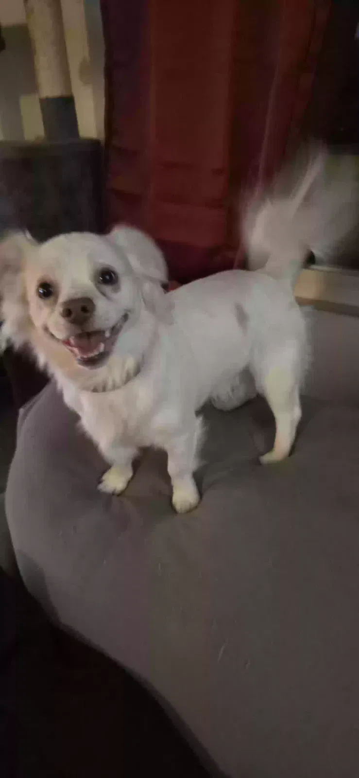Found dog in Ontario, CA, 91762