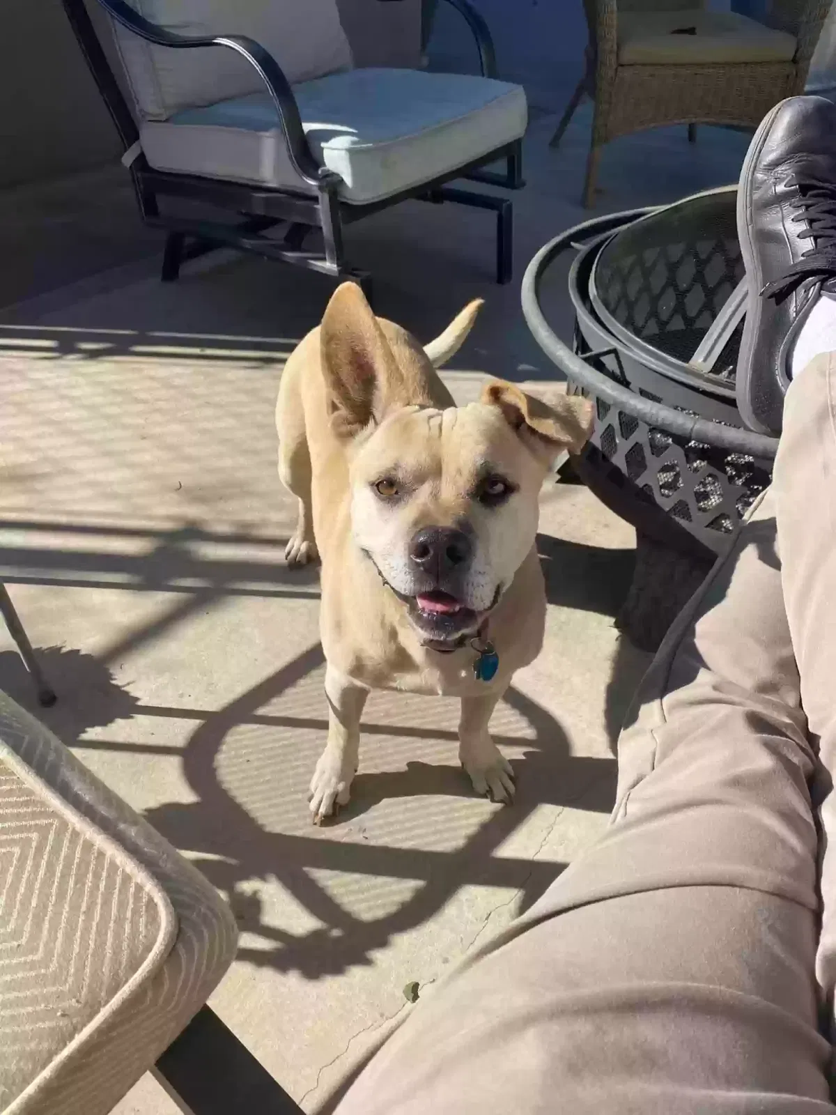Lost dog in Modesto, CA, 95350