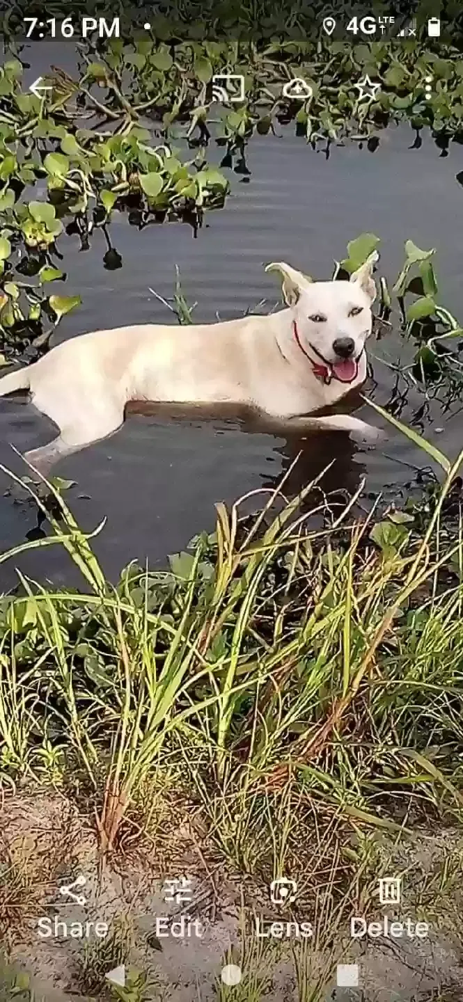 Lost dog in Winter Haven, FL, 33880