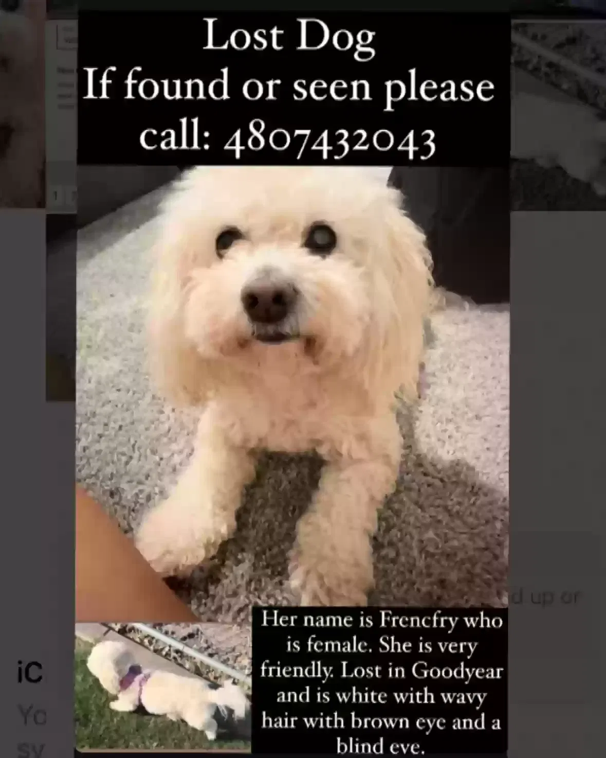 Lost dog in Avondale, AZ, 85323