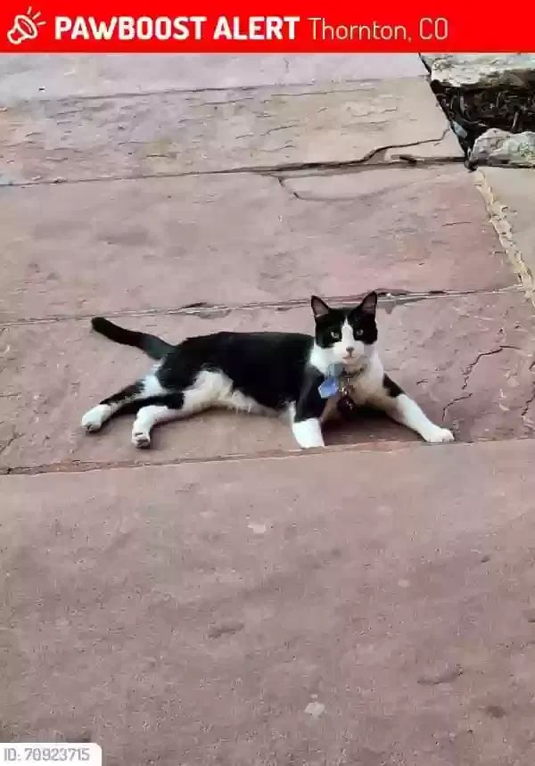 Lost cat in Denver, CO, 80229