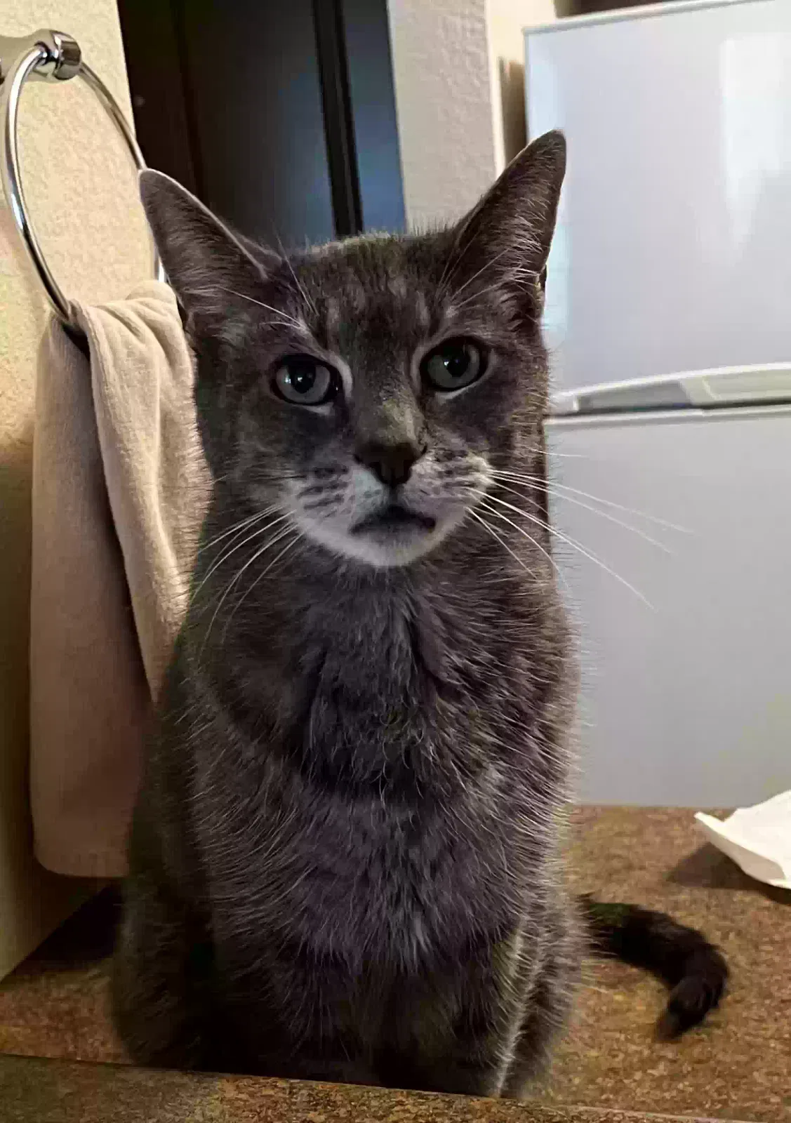 Lost cat in Spring Park, MN, 55384