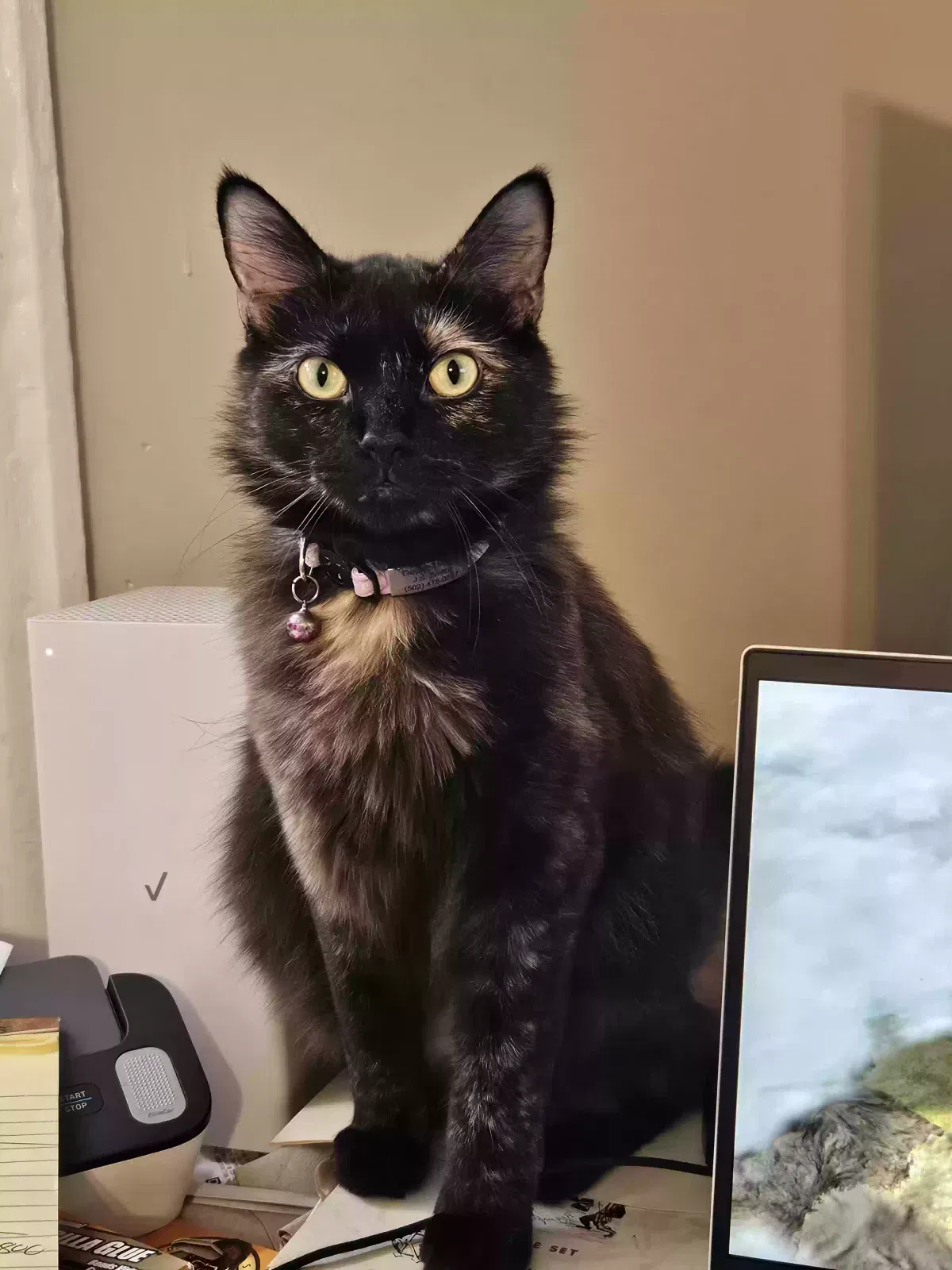 Lost cat in Simpsonville, KY, 40067