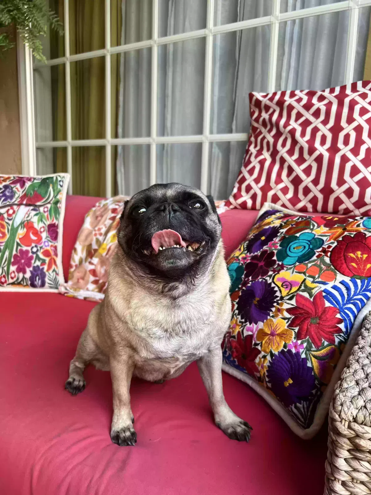 Lost dog in Burbank, CA, 91504