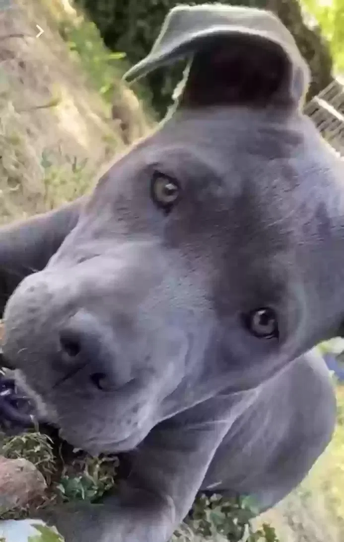 Lost dog in Modesto, CA, 95351