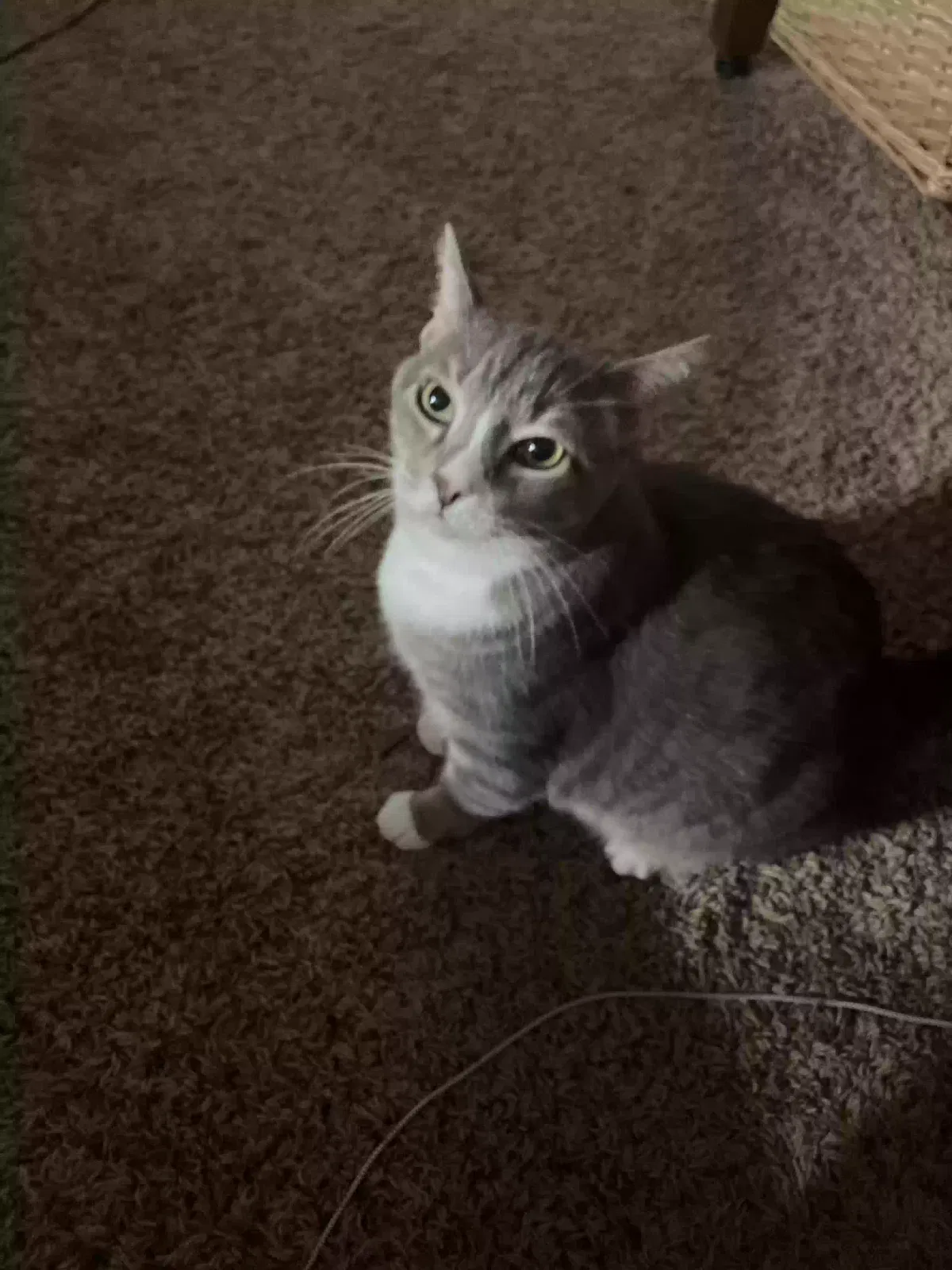 Lost cat in Colorado Springs, CO, 80917