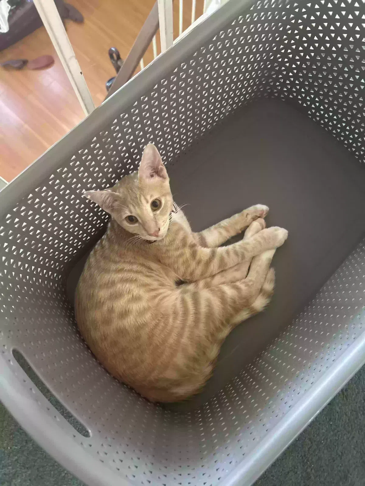Lost cat in Hacienda Heights, CA, 91745
