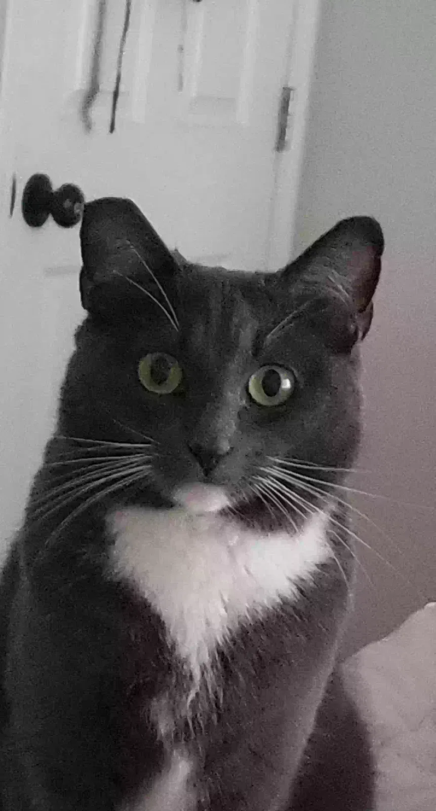 Lost cat in San Marcos, CA, 92069