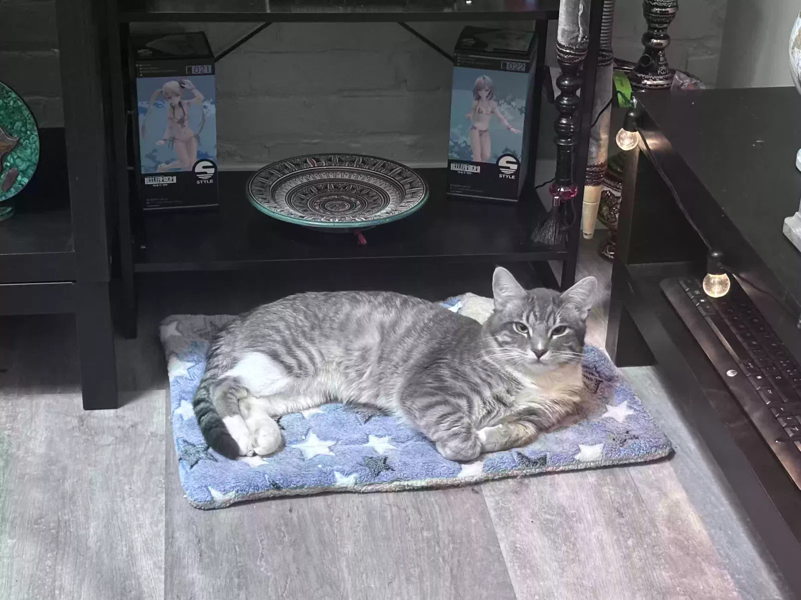 Lost cat in Buffalo, NY, 14207
