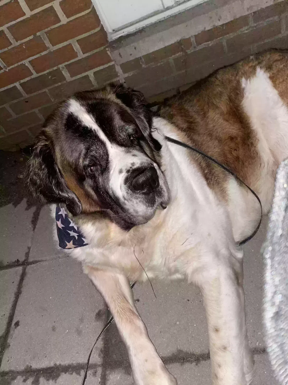 Lost dog in Whitmore Lake, MI, 48189